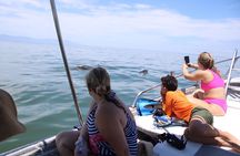 Small Group Wild Dolphin Tour: Swim, Paddle Board and Subwing