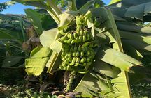 Private Felucca Ride Tour 