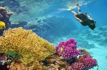 Marsa Mubarak Snorkeling with Dugongs & Turtles From Marsa Alam