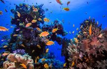Marsa Mubarak Snorkeling with Dugongs & Turtles From Marsa Alam