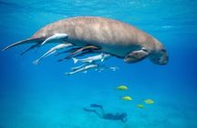 Marsa Mubarak Snorkeling with Dugongs & Turtles From Marsa Alam
