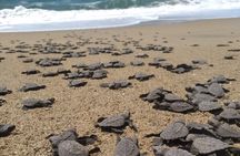 Baby Sea Turtle Releasing Sightseeing Tour with Luis de la Maza