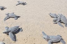 Baby Sea Turtle Releasing Sightseeing Tour with Luis de la Maza