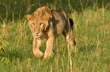 8 Days Uganda Gorilla, Chimp and Wildlife Safari