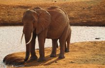 7 Days Safari to Maasai Mara, Nakuru, Naivasha and Amboseli