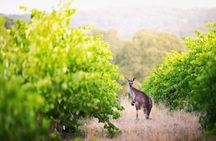 Barossa Small Group Wine Tours with Wine Tasting and Lunch