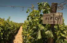 Shuttle & Wine Experience at Lyrarakis Winery