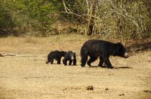 Full day Safari - Yala National Park - 04.30 am to 06.00 pm with - Janaka safari