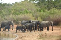 Evening Safari - Yala National Park with Janaka safari - 02.00 pm to 06.30 pm