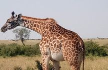Private Tour Safari To Nairobi National Park