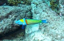 Snorkeling with a Professional Instructor in Tenerife