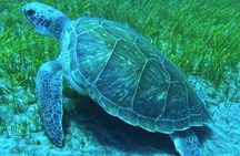 Snorkeling with a Professional Instructor in Tenerife
