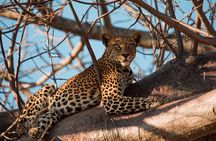  5-Day Mid-Range Safari in Tanzania