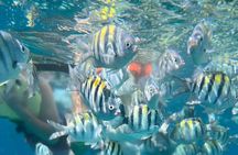 Half-Day Private Roatan Nature Park, Snorkeling, and Beach Tour