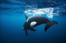 Snorkeling with Orcas In Norway, 4 days All-Inclusive expedition 