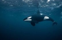 Snorkeling with Orcas In Norway, 4 days All-Inclusive expedition 