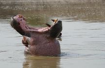 Murchison Falls 3 Day Tour with Private Transportation