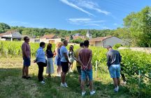 Exclusive Champagne Cellars & Dom Perignon Vineyards tour - Reims