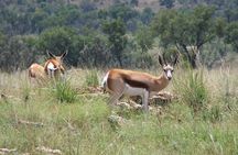 Roar through the bush Quadbike Safari Adventure near Johannesburg