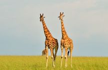 2 Day Guided Murchison Falls And Zziwa Rhino Trekking Safari