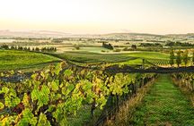 The Grape Vine 
