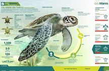 Turtle Nesting night Tour in Tortuguero