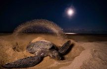 Turtle Nesting night Tour in Tortuguero
