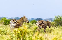 Private Tsavo East Day Safari from Mombasa and Diani