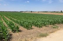 Fully Inclusive The Israeli Kibbutz Experience
