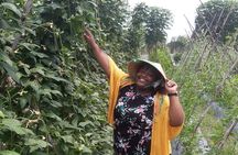 Exploring organic farm & Vietnamese Culinary with Master chef 