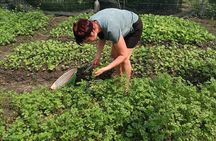 Exploring organic farm & Vietnamese Culinary with Master chef 