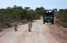 Richards Bay: Big 5 Luxury Safari at Manyoni Private Game Reserve