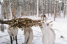 Arctic Animals Adventure with Lunch Buffet