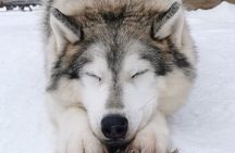 Santa's Reindeer & Husky Safari + Aurora BBQ in Rovaniemi