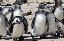  Private Tour to Robben Island and Cape Point in Cape Town