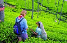 Sigiriya, Dambulla, Safari and Kandy in 3 days
