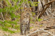 Yala National Park Private Jeep Safari From Colombo & Negombo