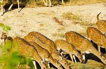 Yala National Park Private Jeep Safari From Colombo & Negombo
