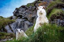 The Best of Vestmannaeyjar with Ebbi