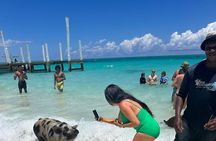 Nassau, Private Swimming Pig, Island Hopping, Snorkeling, Turtles