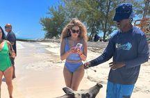 Nassau, Private Swimming Pig, Island Hopping, Snorkeling, Turtles