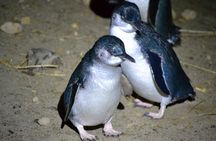 Behind The Scenes + Blue Penguins Pukekura Experience Tour