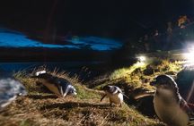 Behind The Scenes + Blue Penguins Pukekura Experience Tour