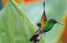 La Paz Waterfall Gardens Nature Park Full-Day Tour
