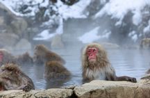 1-Day Private Snow Monkey ZenkoJi Temple & SakeTasting NaganoTour