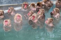 1-Day Private Snow Monkey ZenkoJi Temple & SakeTasting NaganoTour