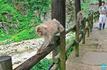 1-Day Private Snow Monkey ZenkoJi Temple & SakeTasting NaganoTour