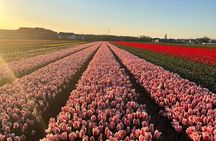 Small Group Bike Tour to Tulips Field in Lisse