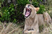 Nairobi National Park Shared Tour