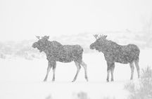 Yellowstone Snowshoe Adventure - Private Tour from Jackson Hole